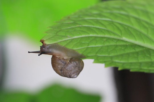 蜗牛