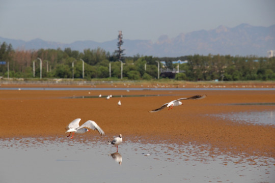 秦皇岛湿地公园