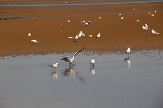 湿地鸟类白鹭