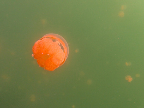 水母湖