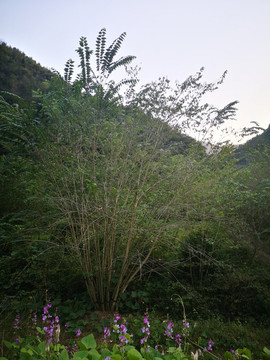 檀皮