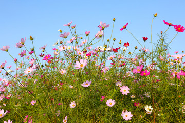 格桑花