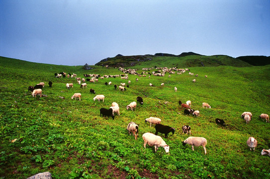 高山牧场