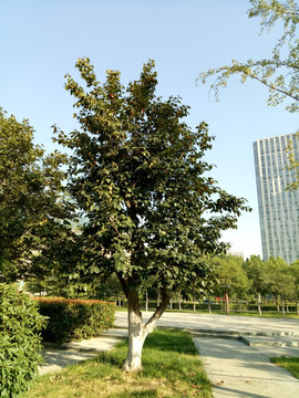 柿子树