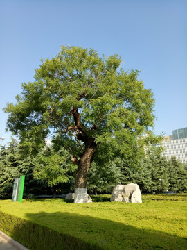 老槐树