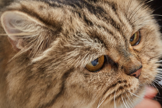 大眼睛的西伯利亚森立猫