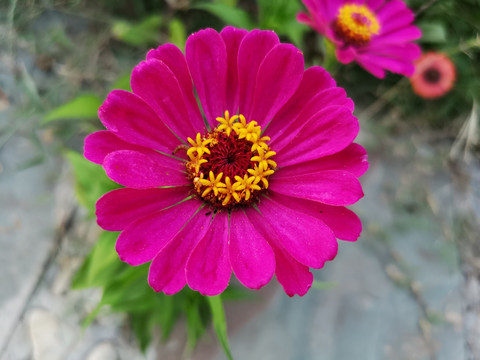 花朵