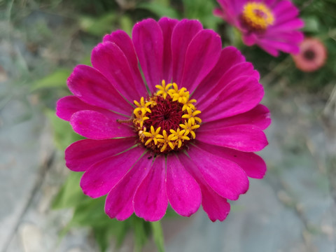 花朵