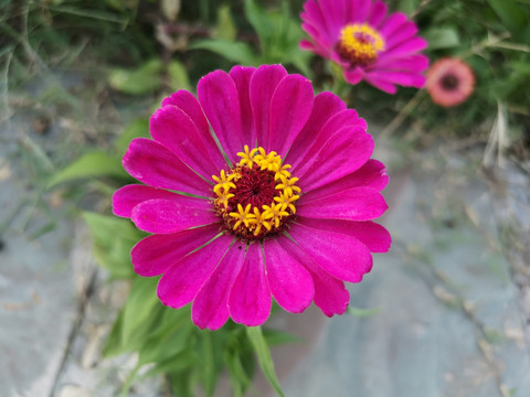 花朵