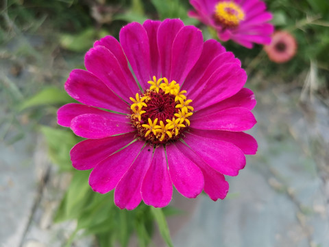花朵