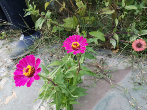 花朵