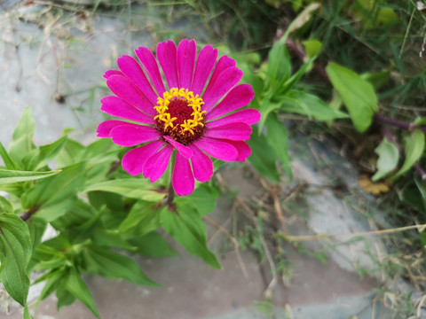 花朵