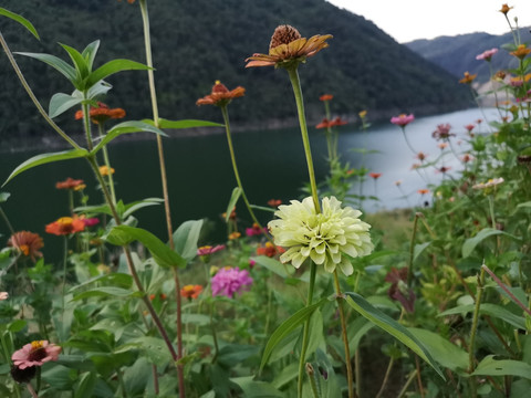 花朵
