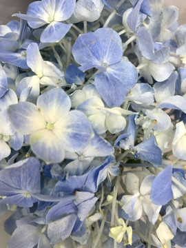 鲜花背景