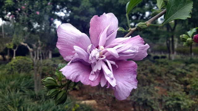 淡紫色的木槿花