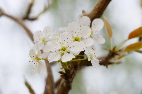 果树花开