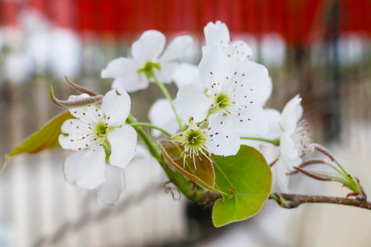 果树花开