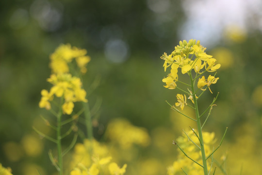 油菜花