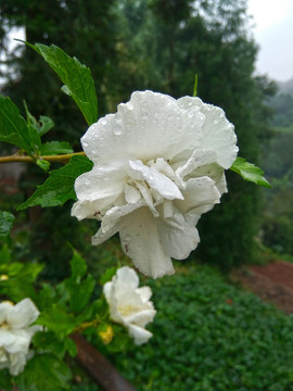 白色木槿花
