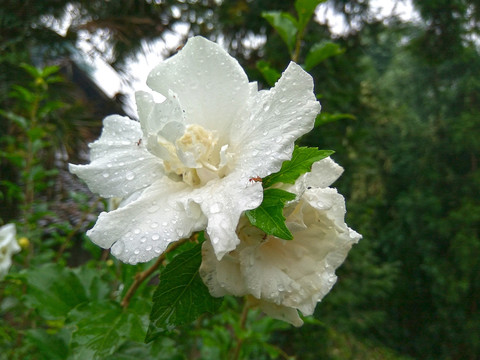 白色木槿花