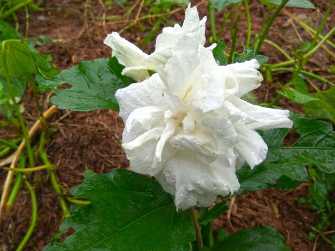 白色木槿花