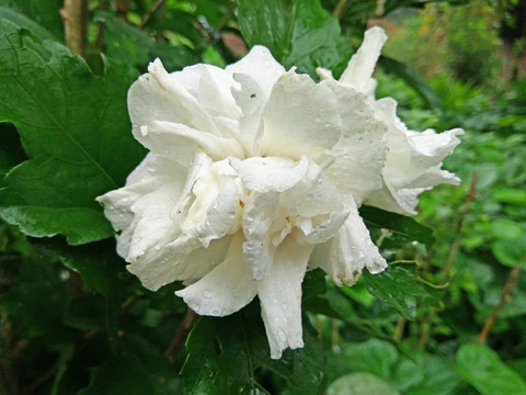 白色木槿花