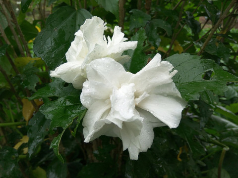 白色木槿花