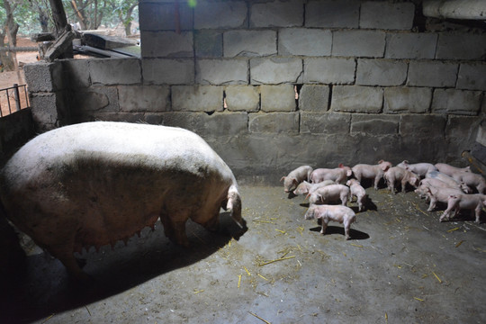 母猪与幼猪
