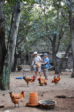 农家院散养鸡