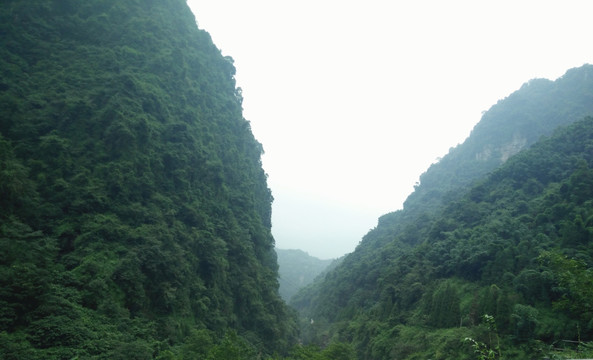 高山植被