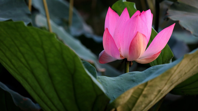荷花