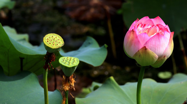 荷花