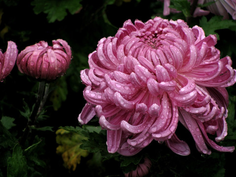 菊花