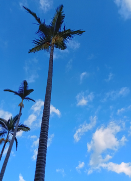 假槟榔树蓝天白云