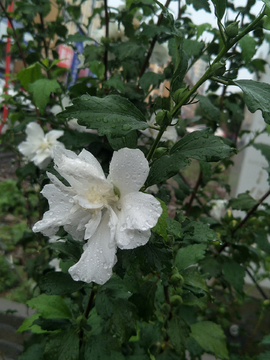 白色木槿
