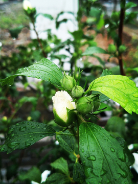 木槿花苞