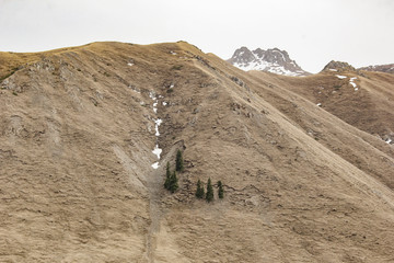 天山云杉