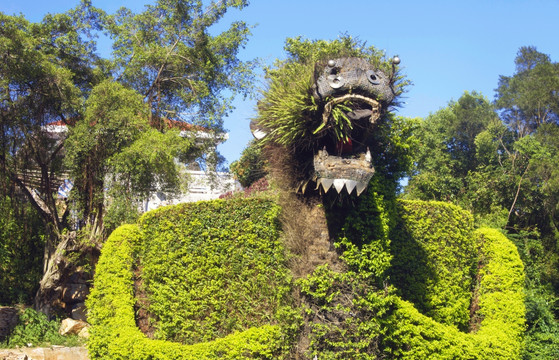 安溪茶文化园龙盆景