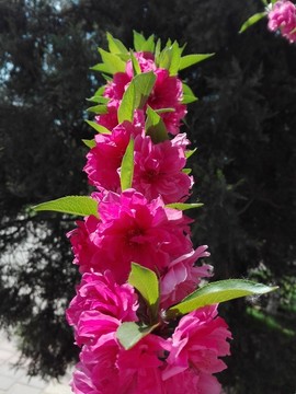 碧桃花