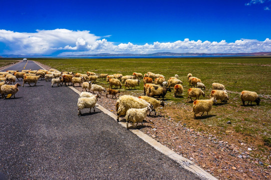 公路上的羊群