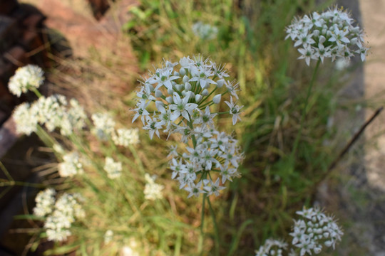 种植韭菜花