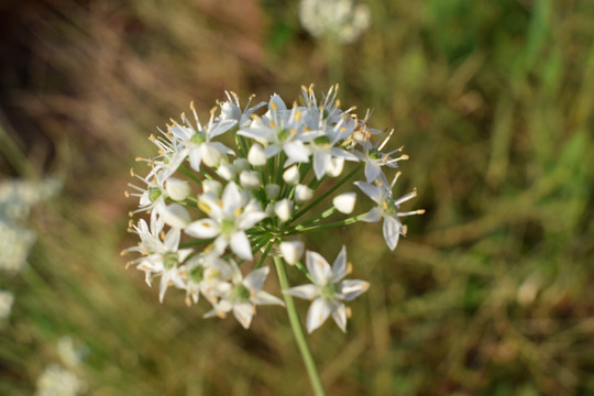 特写韭菜花