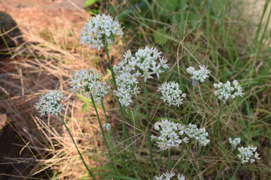 韭菜开花