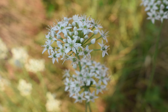韭菜花开花