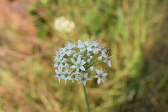 韭菜花特写