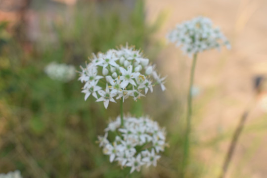 韭菜花图片