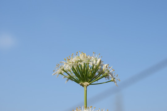 韭菜花摄影图片