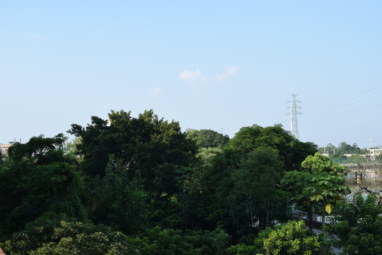 河边森林