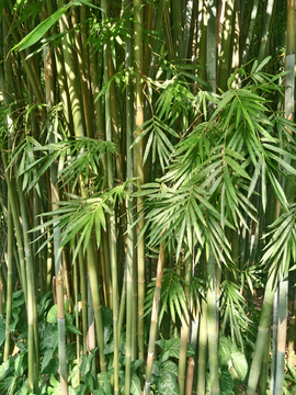 竹林