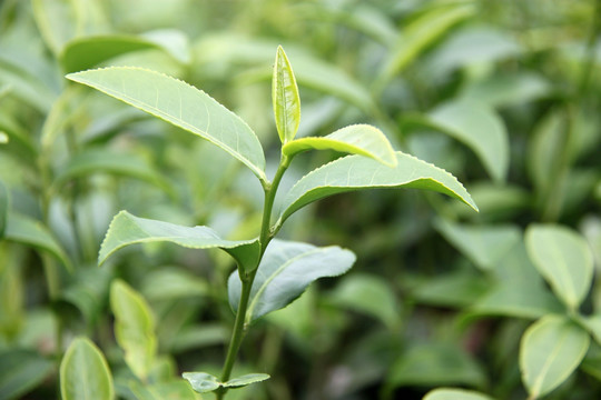 茶芽